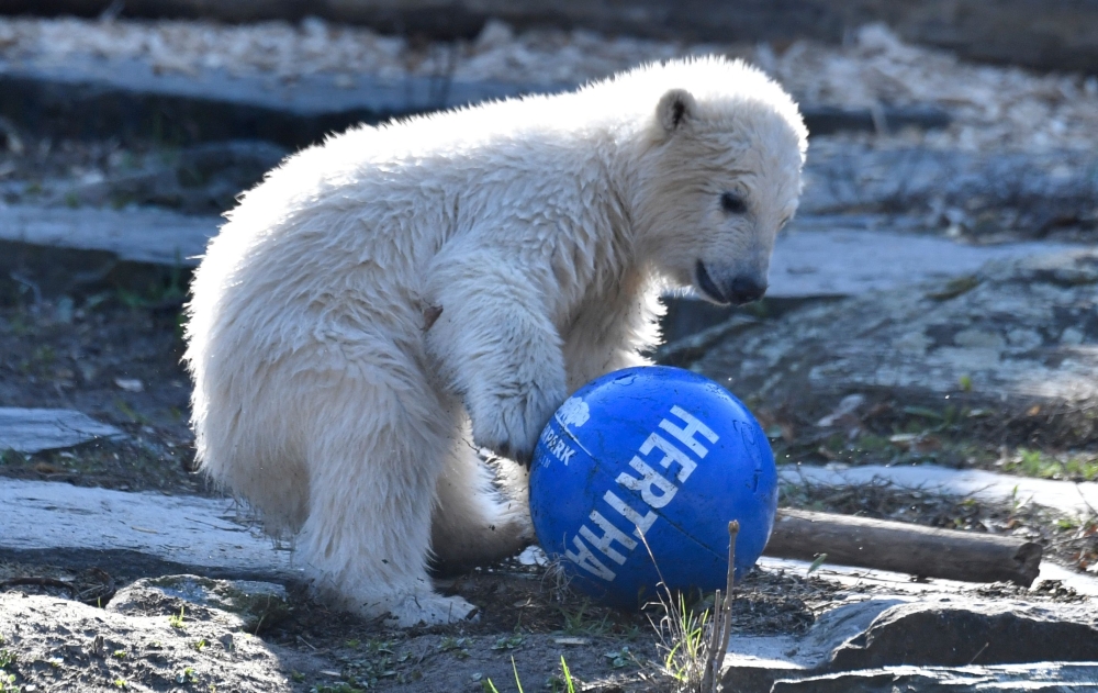 Polar bear cub Hertha plays with a ball after she was given her name on April 2, 2019 at the Tierpark zoo in Berlin. AFP / John MACDOUGALL
 
