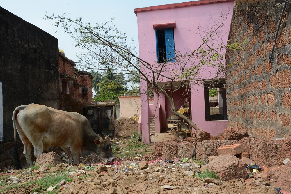 A cow munches at the back of a cyclone shelter designed in part for livestock in Ramachandrapur, India, March 1, 2019. Thomson Reuters Foundation/Colin Daileda