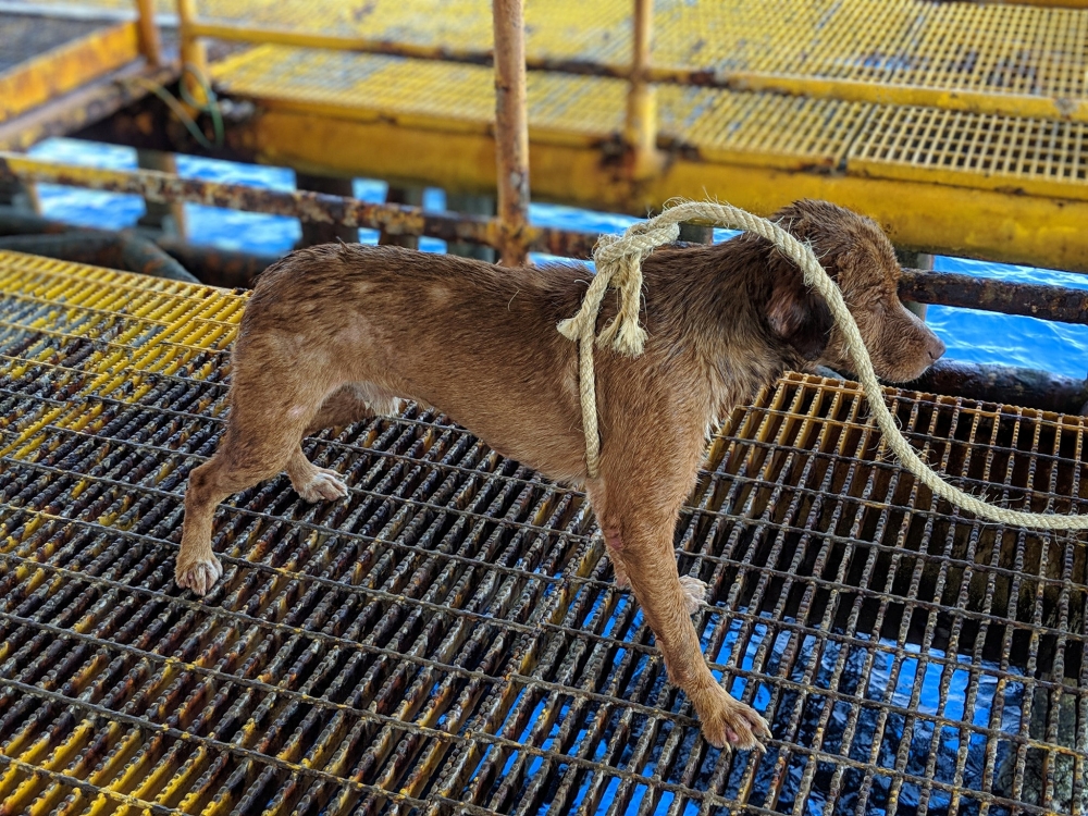 A rescued dog is seen after being found stranded swimming in the Gulf of Thailand, Thailand April 12, 2019 in this still image obtained from a social media video on April 16, 2019. FACEBOOK / VITISAK PAYALAW/via REUTERS 