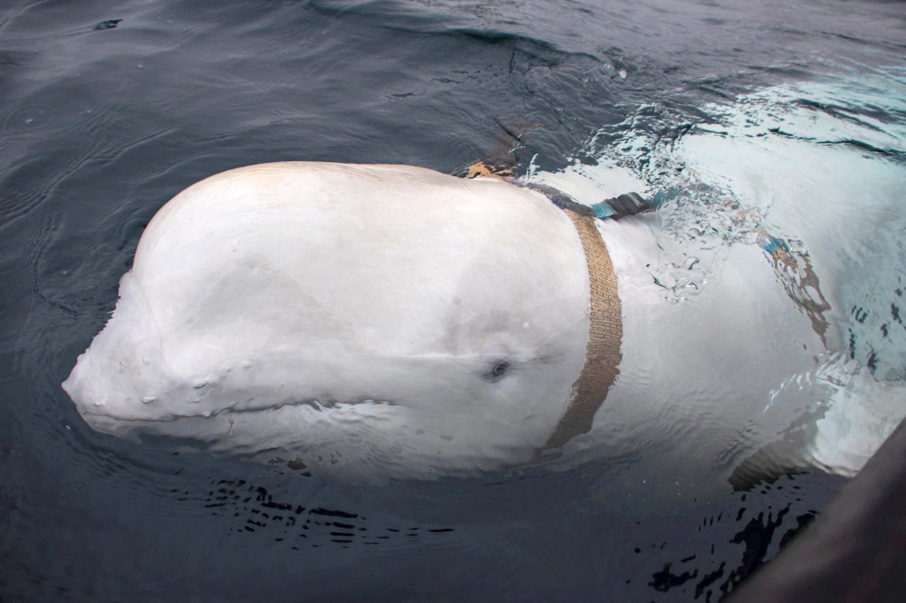 A white whale wearing a harness is seen off the coast of northern Norway, April 29, 2019. (Jorgen Ree Wiig/Sea Surveillance Service//NTB Scanpix via Reuters) 