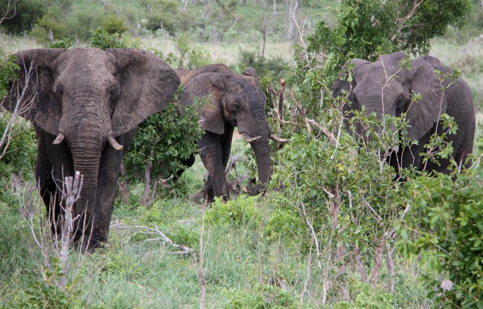 Conservationists estimate the southern African country has around 130,000 elephants, but some lawmakers say the number is much higher and causes problems for small-scale farmers.