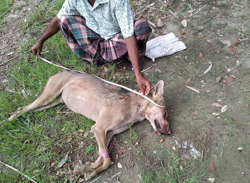 In this handout photo taken on June 9, 2019 and released by the Barguna District Administrator’s Office shows a Bangladeshi man measuring the corpse of an Indian grey wolf, the first to be seen in the region in eight decades, at Taltali town near the Sund