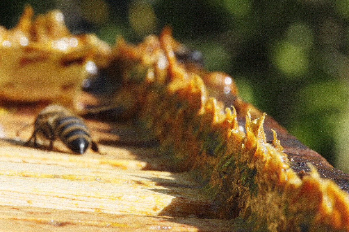 In addition to honey, bees also produce a compound called propolis also known bee glue by mixing saliva and beeswax with exudate gathered from tree buds, sap flows, or other botanical sources. (Abalg/Wikimedia Commons) 