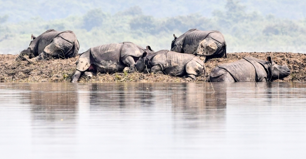 One-horned rhinoceros take shelter on a higher-land in the flood affected area of Kaziranga National Park in the northeastern Indian state of Assam on July 18, 2019. AFP / Biju Boro 