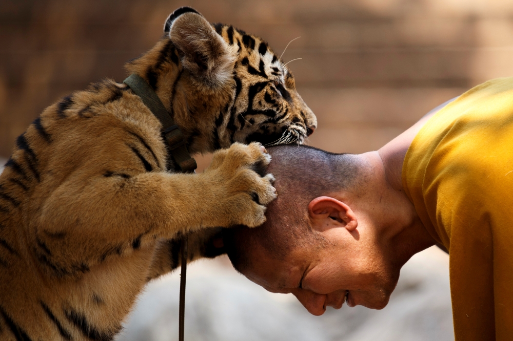 FILE PHOTO: A Buddhist monk plays with a tiger at the Wat Pa Luang Ta Bua, otherwise known as Tiger Temple, in Kanchanaburi province February 12, 2015. Reuters/Athit Perawongmetha/File Photo