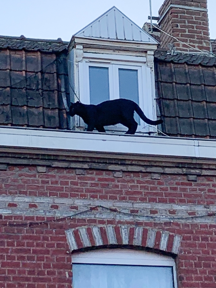 A handout image dated on September 19, 2019, shows a Black Panther walking along the roof guttering of a building in Armentières, northern France early evening on September 18, 2019. AFP/ Ligue Protecteur des Animaux du Nord of France, LPA-NFE/Cristina De