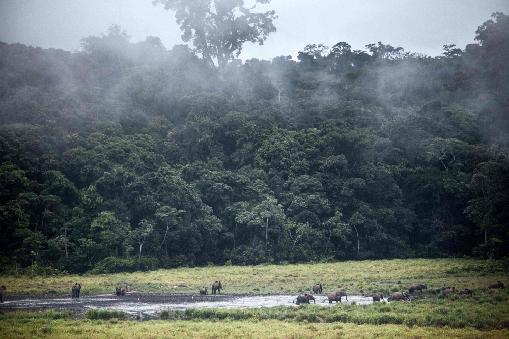 FILE PHOTO: Forest elephants are seen walk at Langoue Bai in Ivindo National Park near Makokou in central Gabon. Prevention is better than cure, May 20, 2019.  AFP / Amaury HAUCHARD