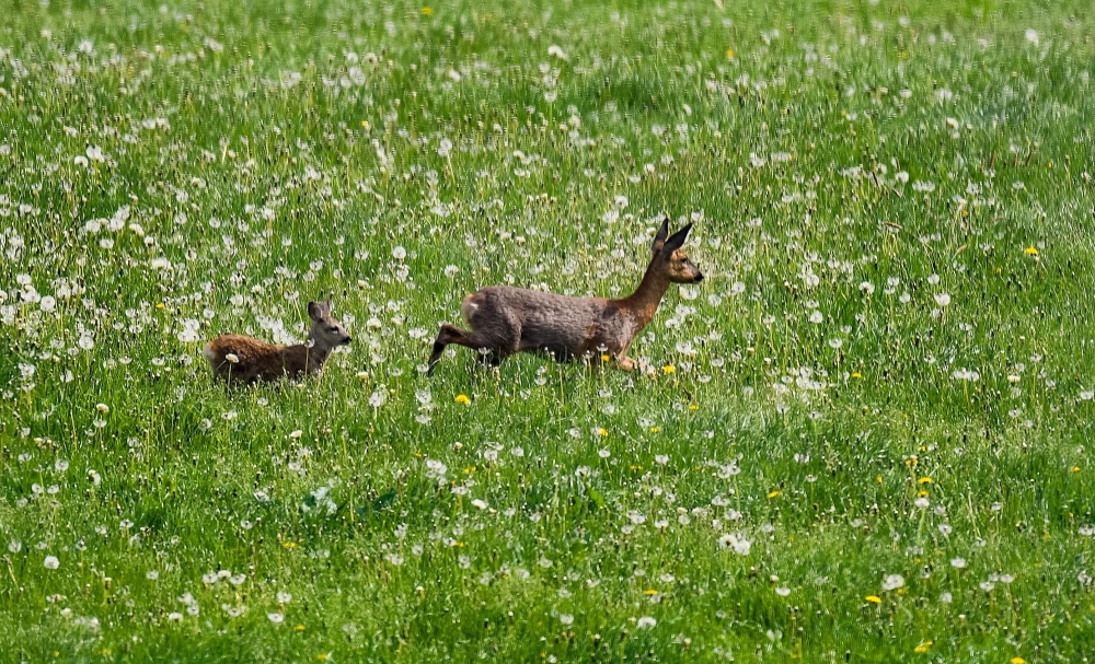 A fawn and its mother stand on a meadow in Breckerfeld, western Germany on, May 13, 2018. AFP/Sascha Schuermann