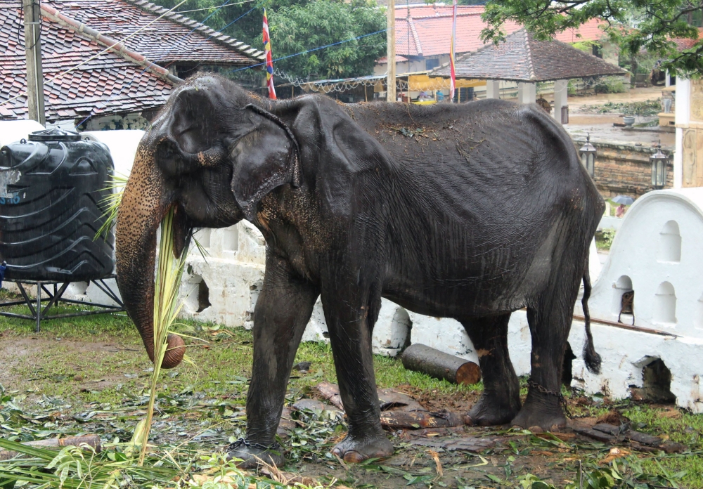 (FILES) In this file photo taken on August 13, 2019 shows a 70-year-old emaciated elephant named Tikiri eating at the Temple of the Tooth in the central city of Kandy. AFP / STR