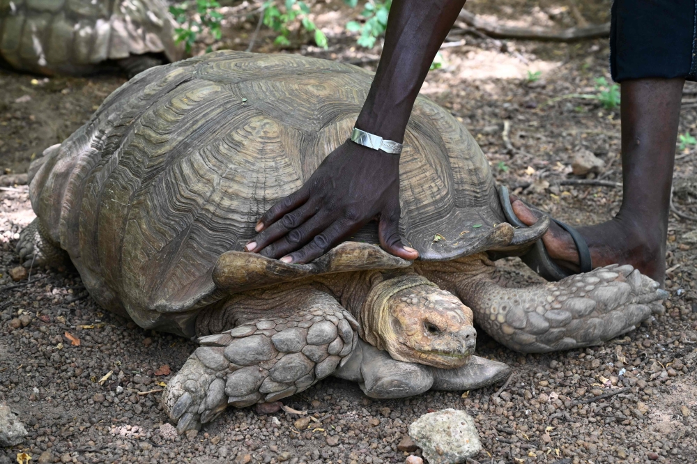 A giant tortoise poses in its enclosure in the park of former Burkina Faso's President Blaise Compaore in the village of Ziniare, near Ouagadougou on September 21, 2019. AFP / Issouf Sanogo 