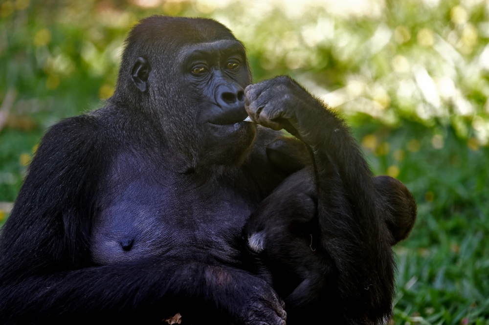 Western lowland gorilla Lou Lou and her daughter are seen at the zoo in Belo Horizonte, Brazil, on October 14, 2019. AFP / Douglas Magno 