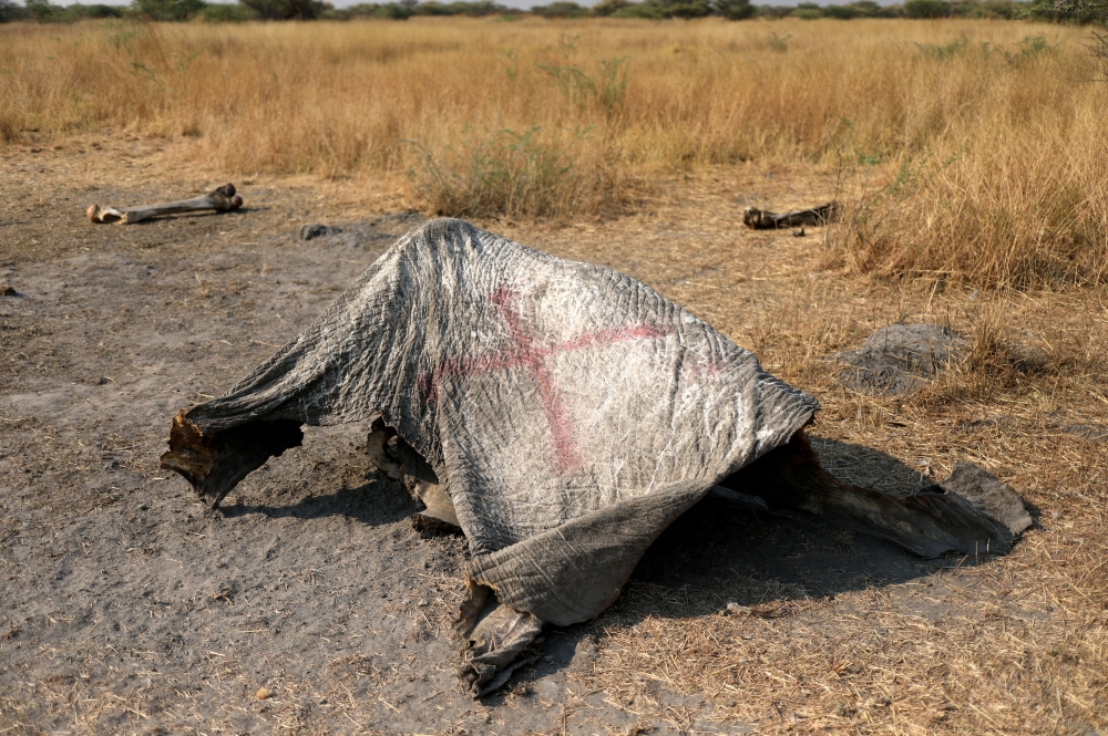 The marked carcass of an elephant is seen, after reports that conservationists have discovered 87 of them slaughtered just in the last few months, in the Mababe area, Botswana, September 19, 2018. Reuters/Siphiwe Sibeko
