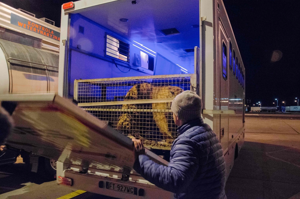 One of ten tigers transported from Italy to Russia is stuck on the Polish-Belarusian border at Koroszczyn, Poland on October 29, 2019.  AFP / Ryszard Godlewski
 