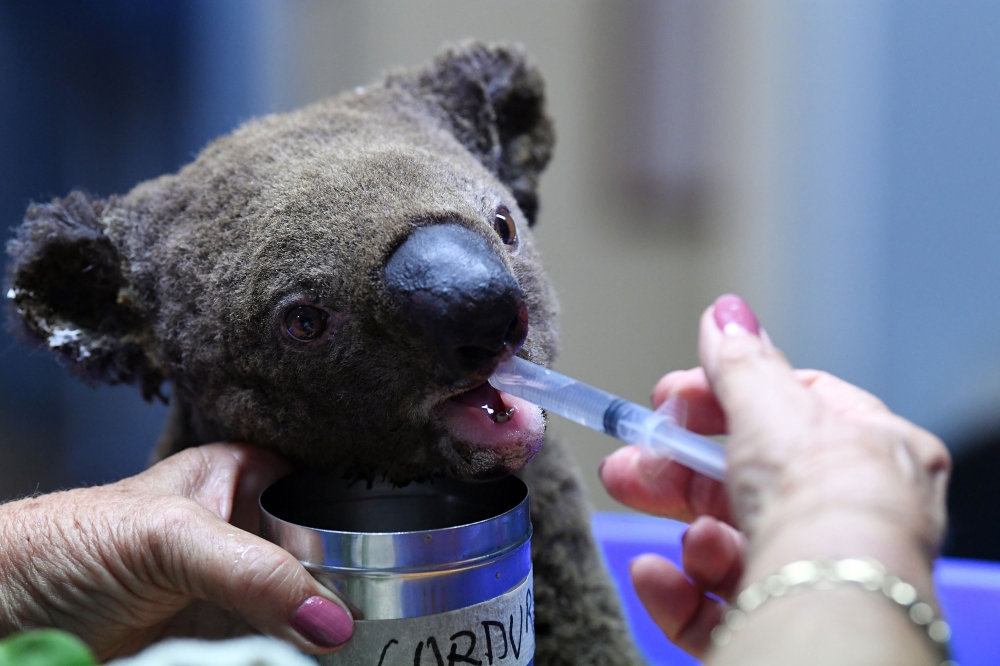 A dehydrated and injured Koala receives treatment at the Port Macquarie Koala Hospital in Port Macquarie on November 2, 2019, after its rescue from a bushfire that has ravaged an area of over 2,000 hectares. AFP / SAEED KHAN