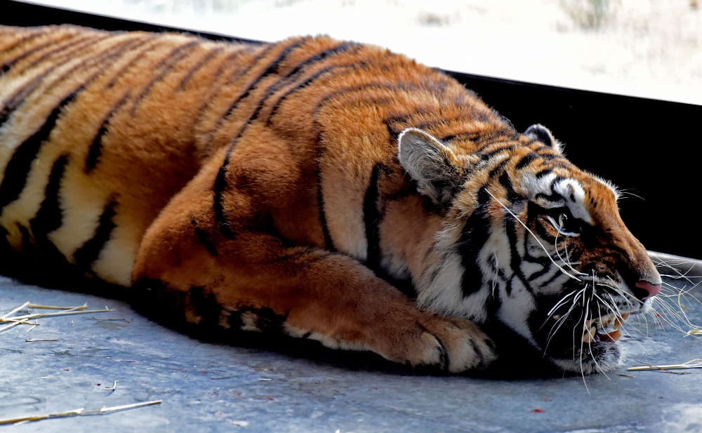 A tiger that narrowly survived a gruelling journey across Europe is pictured in his temporary enclosure at the AAP (Animal Advocacy and Protection) animal refuge in Villena near Alicante, on December 02, 2019.  AFP / Jose Jordan 