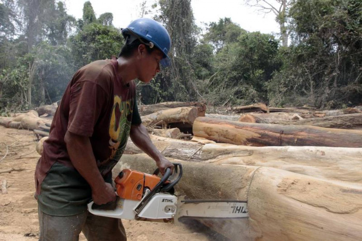 FILE PHOTO: A man from the Embera tribe cuts trees which had been cut by a private logging company in the community of La Pulida in Darien, Panama, in an area used by Colombian rebels to smuggle drugs, February 17, 2010.