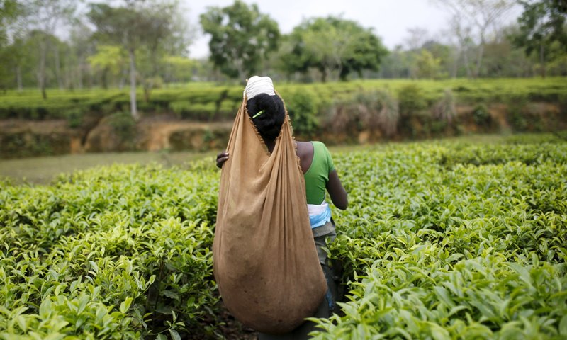 A tea garden worker plucks tea leaves on an estate in Assam, India, April 21, 2015. Reuters / Ahmad Masoodc