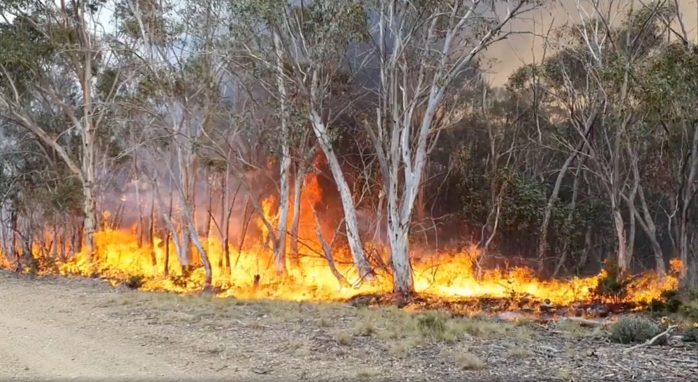 Trees are engulfed in flames as a bushfire spreads in Adaminaby, New South Wales, Australia, January 9, 2020, in this still image from a video obtained from Ingleside Rural Fire Service. Ingleside Rural Fire Service/via REUTERS 