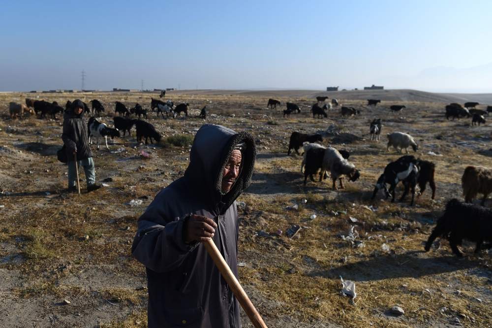 In this photograph taken on November 28, 2019, shepherds lead a flock of sheep as they graze at field on the outskirts of Mazar-i-Sharif. AFP / Farshad Usyan