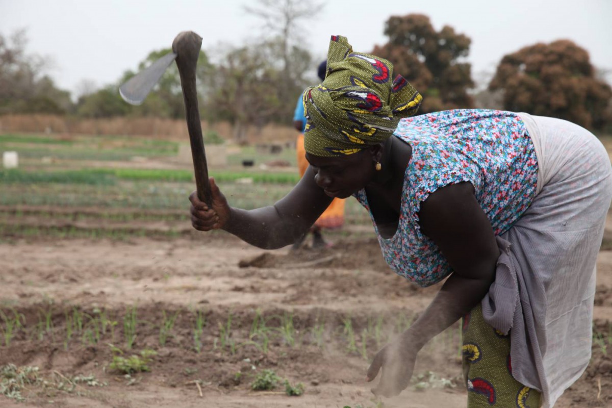 Farmer Jankey Drammeh works in a communal vegetable garden in the village of Jali, Gambia, January 23, 2020. Thomson Reuters Foundation/Nellie Peyton