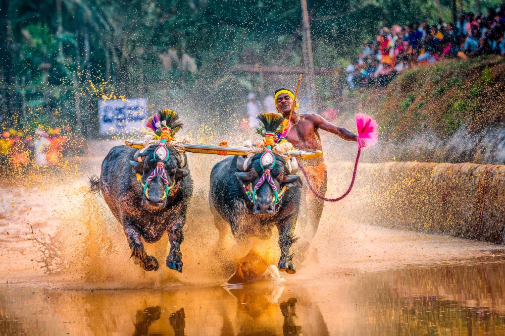  In this photo taken on January 31, 2020, Srinivas Gowda, 28, hailing from the Dakshina Kannada district runs alongside his buffalos during 'Kambala', the traditional buffalo racing event, held at Aikala village in Dakshina Kannada district about 30 kms f