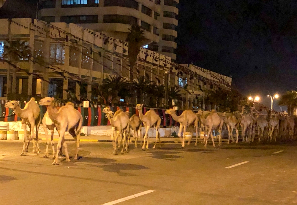 A herd of camels walk across the streets in Tripoli, Libya February 19, 2020. Picture taken February 19, 2020. Reuters/Ahmed Elumami
 