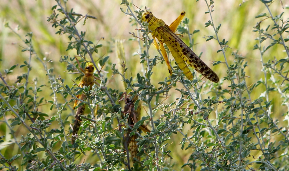 Desert locusts are seen in a grazing land in Nakwamuru village, Samburu County, Kenya January 16, 2020. Reuters/Njeri Mwangi