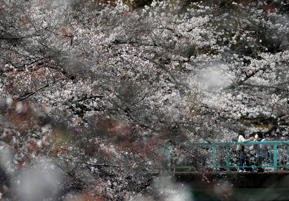 People wearing protective face masks following an outbreak of the coronavirus disease (COVID-19) are seen among blooming cherry blossoms in Tokyo, Japan March 26, 2020. REUTERS/Issei Kato
