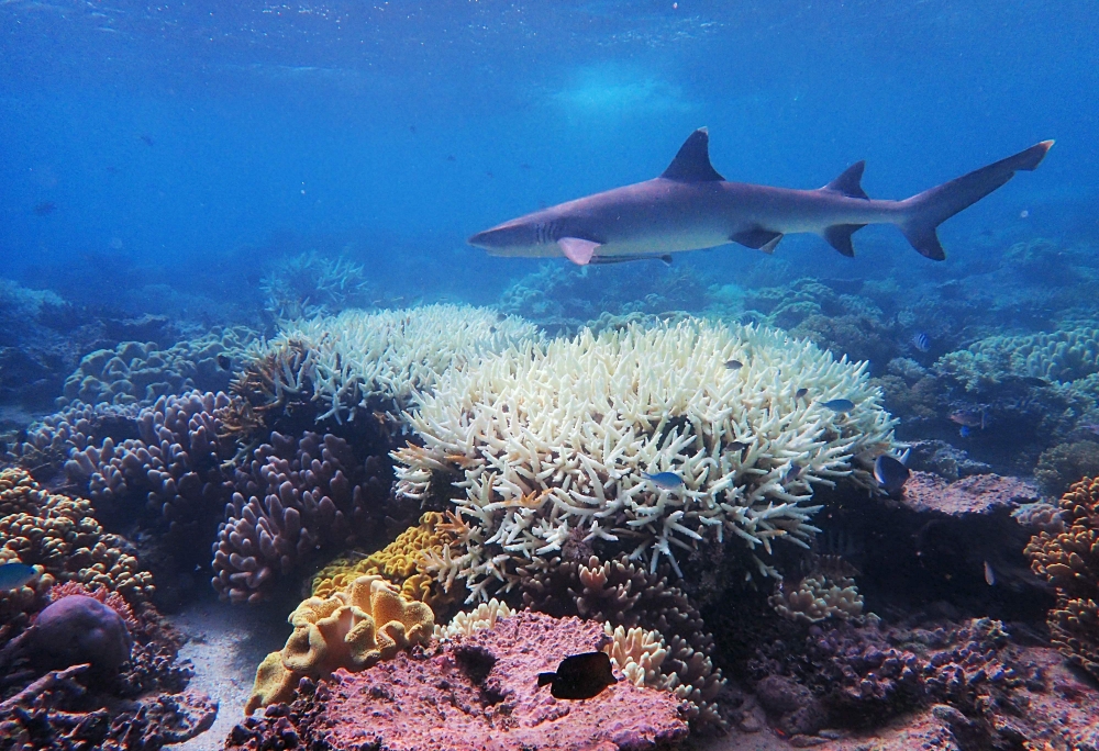 This undated handout photo received on April 6, 2020 from the ARC Centre of Excellence for Coral Reef Studies at James Cook University, shows coral bleaching on the Great Barrier Reef