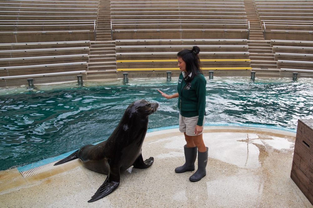 Marine mammals unit supervisor Danielle Fox practices a show routine with a sea lion named Pepper in front of an empty seating area, the result of a zoo closure to curb the spread of the coronavirus disease (COVID-19), at Taronga Zoo Sydney in Sydney, Aus