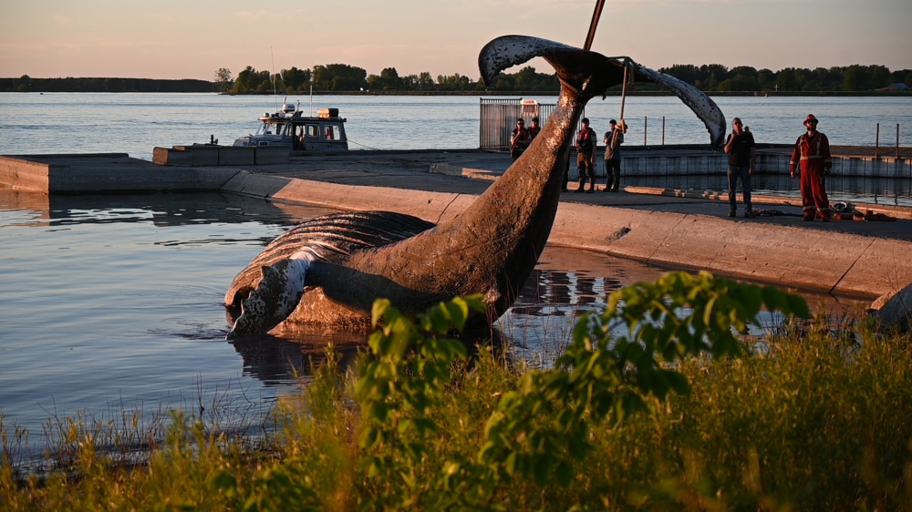 The body of a young humpback whale is lifted out of the water during the evening of June 9, 2020 in Sorel (90 km east of Montreal), Quebec, where it was towed after being found east of Montreal in the morning hours. AFP / Eric THOMAS