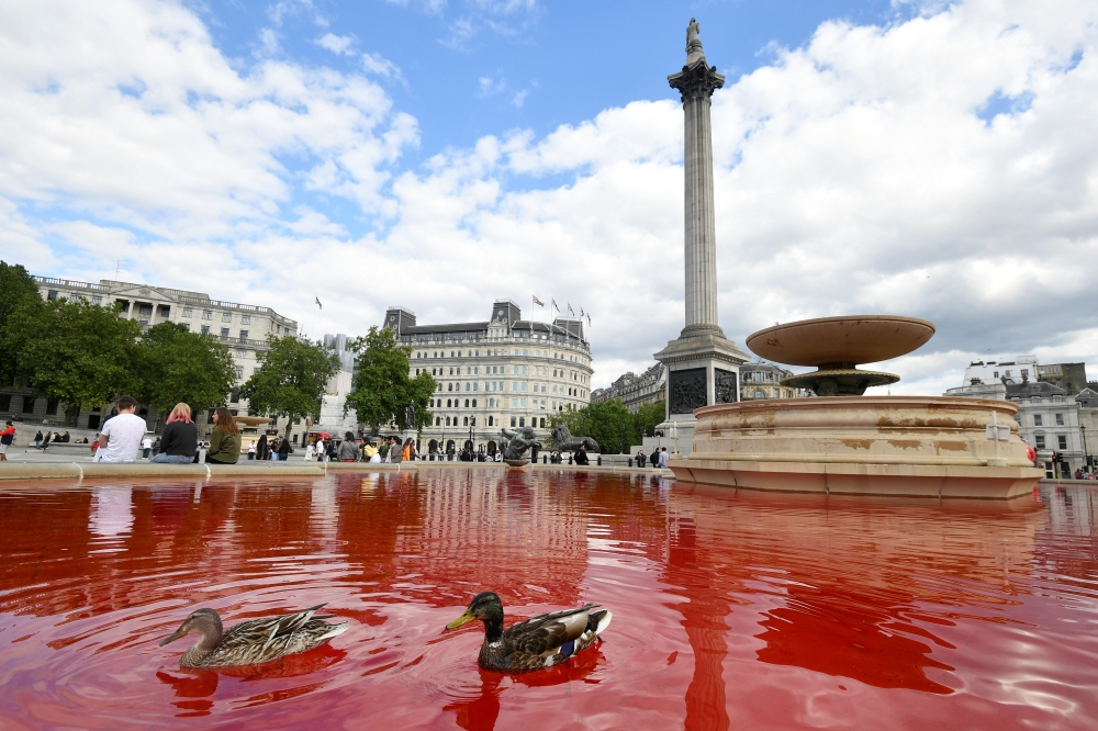 Ducks swim in a fountain whose water was turned red after animal rights and environmental activists poured coloured dye into the clear water, on Trafalgar Square in London, Britain, July 11, 2020. REUTERS/Toby Melville
