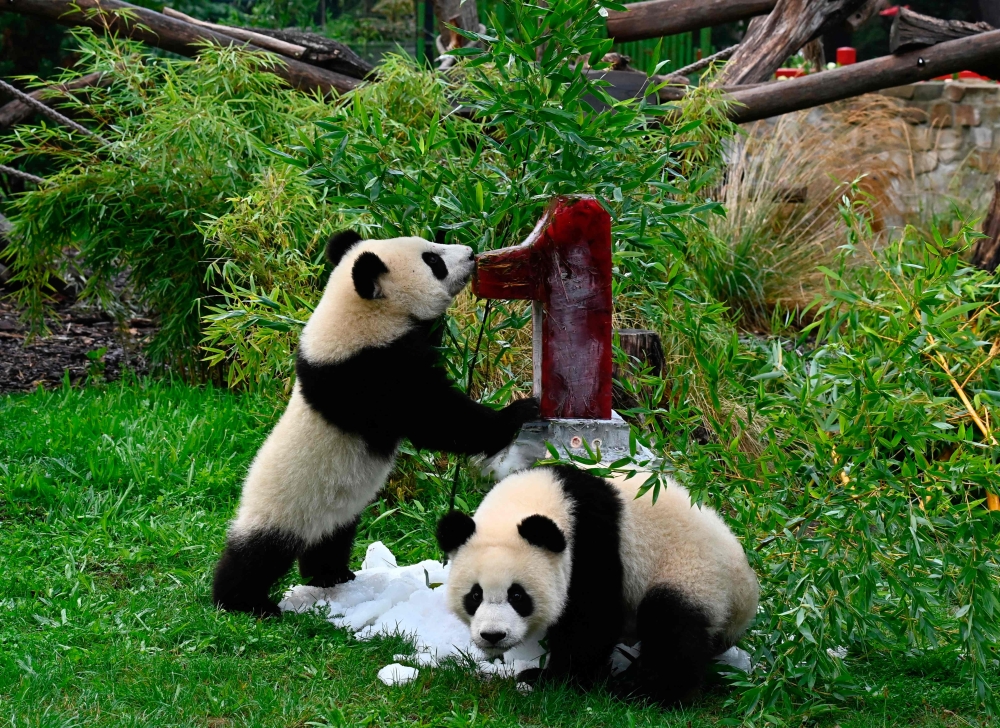 Panda cubs Pit and Paule inspect an ice cake they got for their first birthday in their enclosure at the Zoologischer Garten zoo in Berlin on August 31, 2020. / AFP / Tobias SCHWARZ
