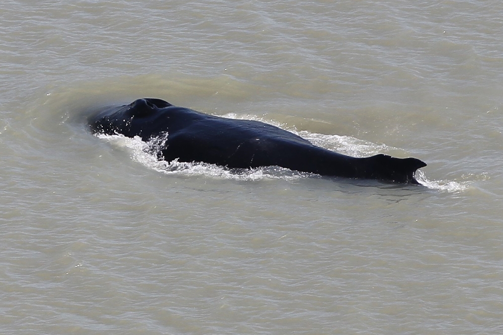 This undated handout photo received on September 12, 2020, from Dr. Carol Palmer at Australia's Northern Territory Government shows a humpback whale swimming in the East Alligator River in the Kakadu National Park in Australia's Northern Territory. AFP PH