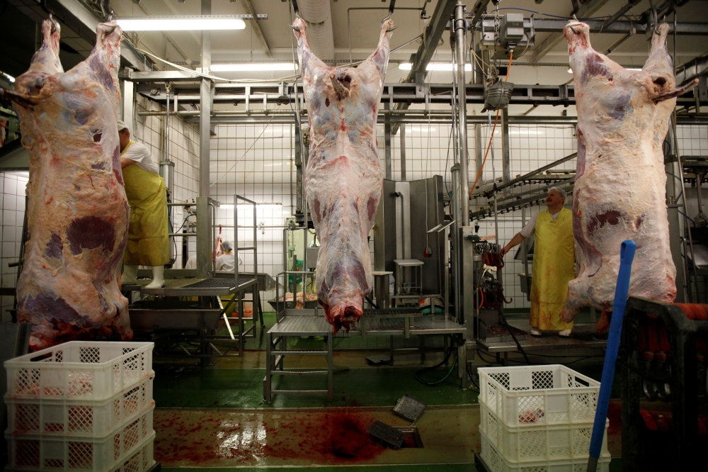 FILE PHOTO: A worker removes entrails from beef carcasses at Meat Plant Biernacki slaughterhouse in Golina near Jarocin western Poland July 17, 2013. REUTERS/Kacper Pempel