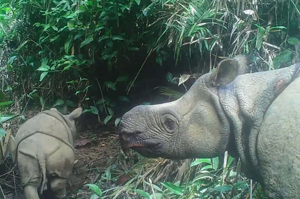 This handout still image photo taken from video footage on May 22, 2020 and released by the Environment and Forestry Ministry on September 20, 2020 shows a male Javan rhinoceros calve named Luther (L) in Ujung Kulon national park in Indonesia’s Banten pro