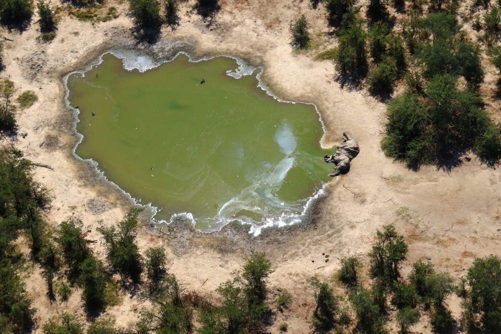 In this file photo taken on May 25, 2020 and provided on July 3, 2020 courtesy of the National Park Rescue charity shows the carcass of one of the many elephants which have died mysteriously in the Okavango Delta in Botswana. AFP PHOTO /NATIONAL PARK RESC