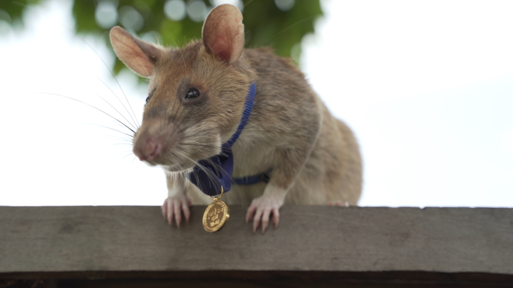 Magawa, an African giant pouched rat wearing his gold medal received from PDSA for his work in detecting landmines in Siem Reap, Cambodia. 