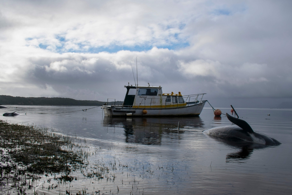 TOPSHOT - Pilot whales, some of at least 380 stranded that have died, are seen washed up in Macquarie Harbour on Tasmania's west coast on September 24, 2020. / AFP / Mell CHUN
