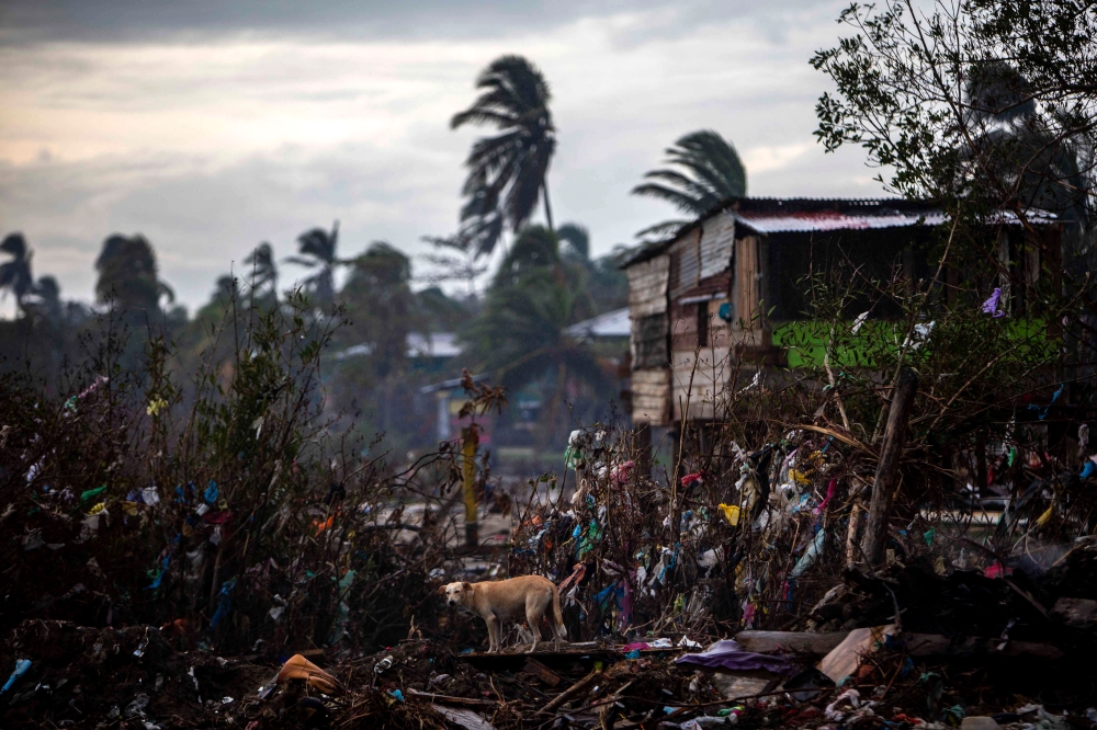 A dog eats from the rubble of houses destroyed by the passage of Hurricane Eta, in Bilwi, Puerto Cabezas, Nicaragua, on November 15, 2020, before the arrival of Hurricane Iota. AFP / STR
