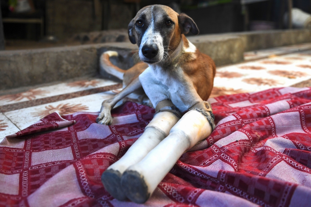 Rocky, a female dog who lost her front legs in a train accident, rests at the People For Animal Trust in Faridabad on November 17, 2020. AFP / Money Sharma 
