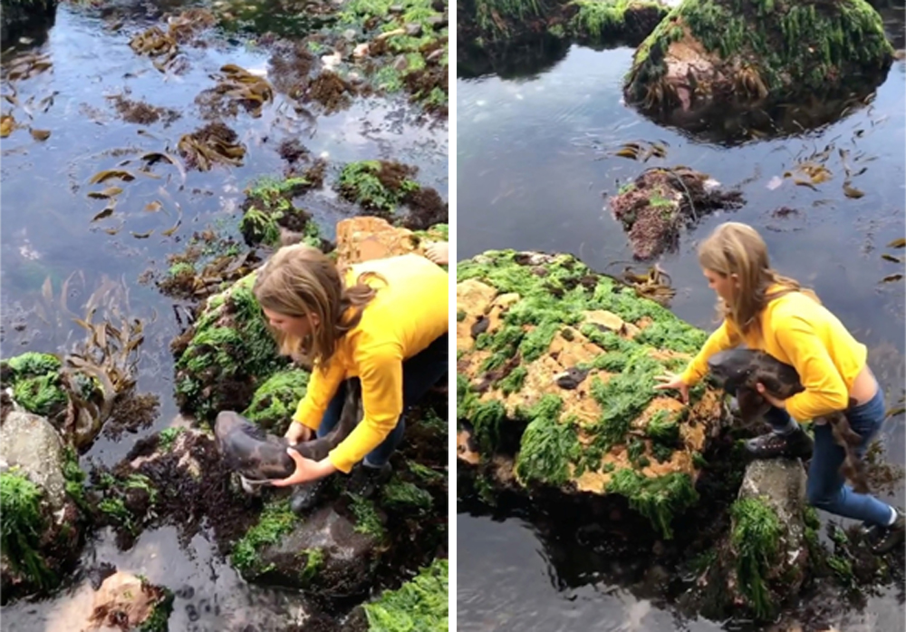 Billie Rea, 11, rescues a draughtboard shark trapped in shallow waters by an outgoing tide, before releasing it in deeper waters, near Kingston Beach, in Tasmania, Australia November 18, 2020, in this still image obtained from a social media video. Courte
