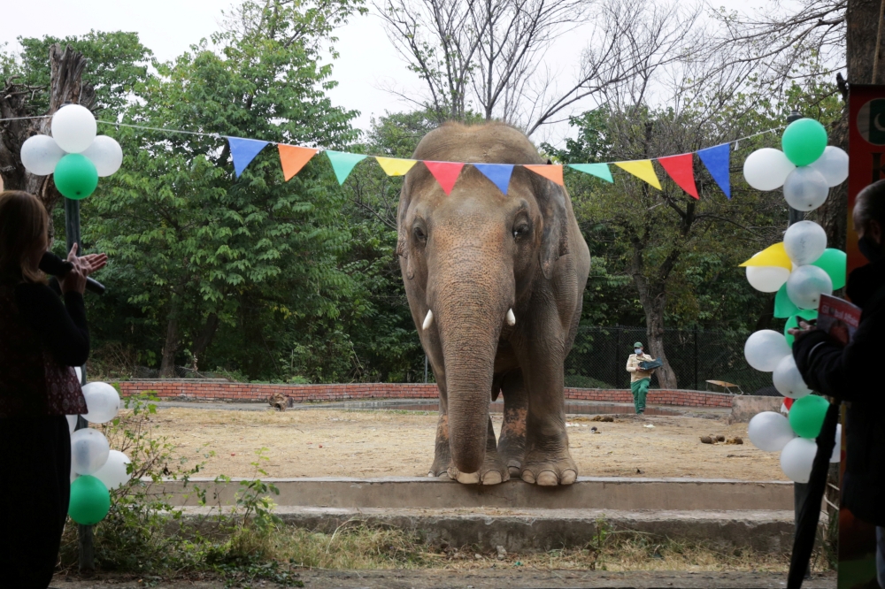 Kaavan, an elephant waiting to be transported to a sanctuary in Cambodia, is seen during a farewell ceremony at the Marghazar Zoo in Islamabad, Pakistan November 23, 2020. Reuters/Saiyna Bashir