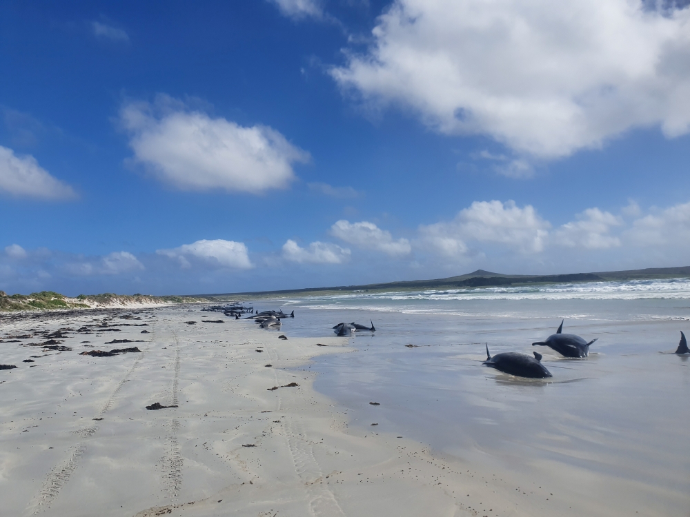 Pilot whales are seen stranded on the beach in Chatham Islands, New Zealand November 22, 2020 in this picture obtained from social media. Picture taken November 22, 2020. Jemma Welch/Department Of Conservation Nz Via Reuters