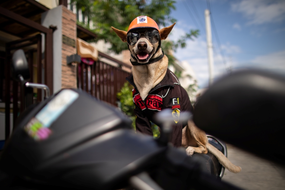 Bogie, the pet dog of motorcycle enthusiast Gilbert Delos Reyes, wearing shades and a helmet sits on his owner's motorcycle, in Imus, Cavite, Philippines, November 26, 2020. Picture taken November 26, 2020. REUTERS/Eloisa Lopez
