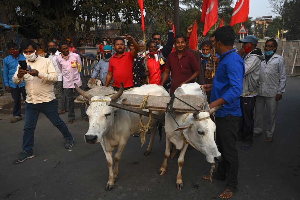 Farmers and activists from various political groups along with bulls take part in a rally in support of farmers against the central government's recent agricultural reforms in Kolkata on December 16, 2020. / AFP / Dibyangshu SARKAR