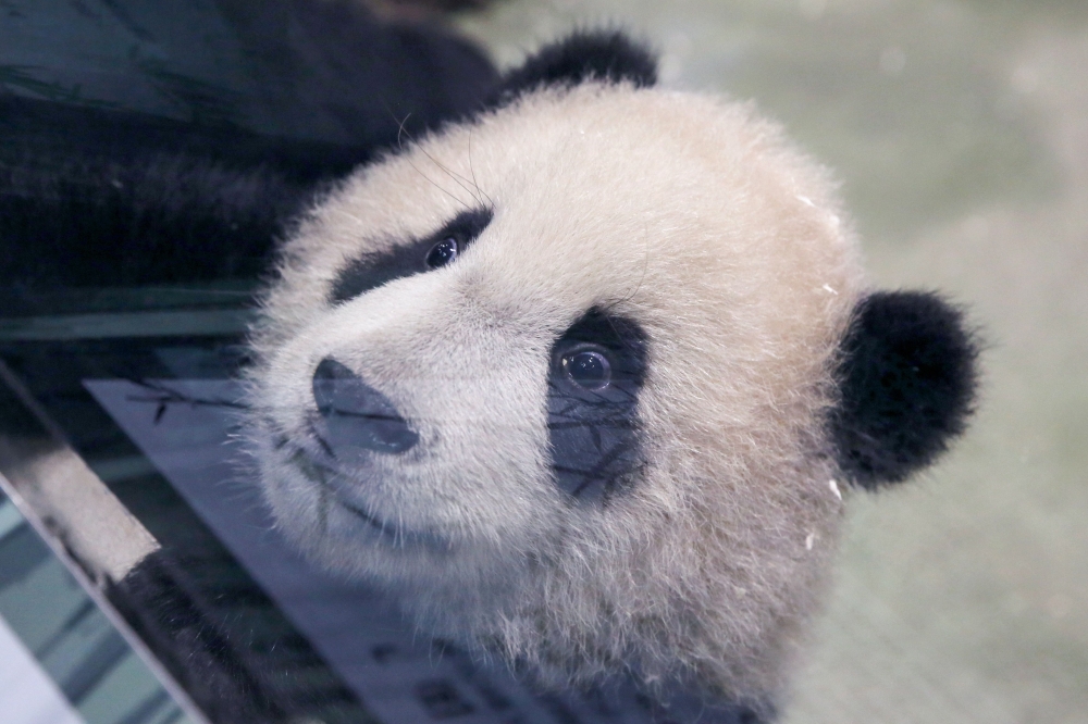 The picture shows six-month-old giant panda cub Yuan Bao during a media preview at Taipei Zoo in Taipei on December 28, 2020. / AFP / HSU Tsun-hsu