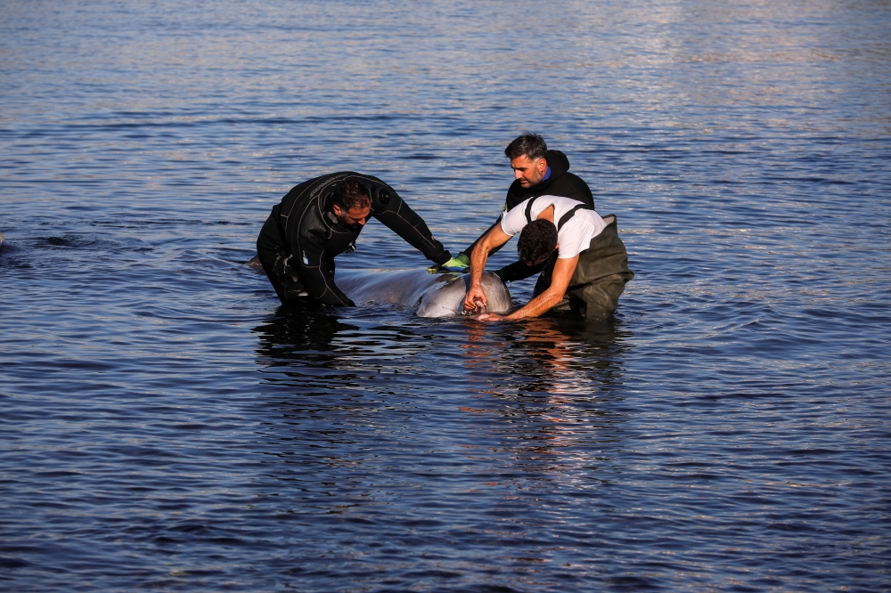 Veterinarian Nikitas Vogiatzis, helped by divers, examines a trapped beaked whale off the shore of the suburb of Alimos, in Athens, Greece, January 28, 2022. REUTERS/Costas Baltas