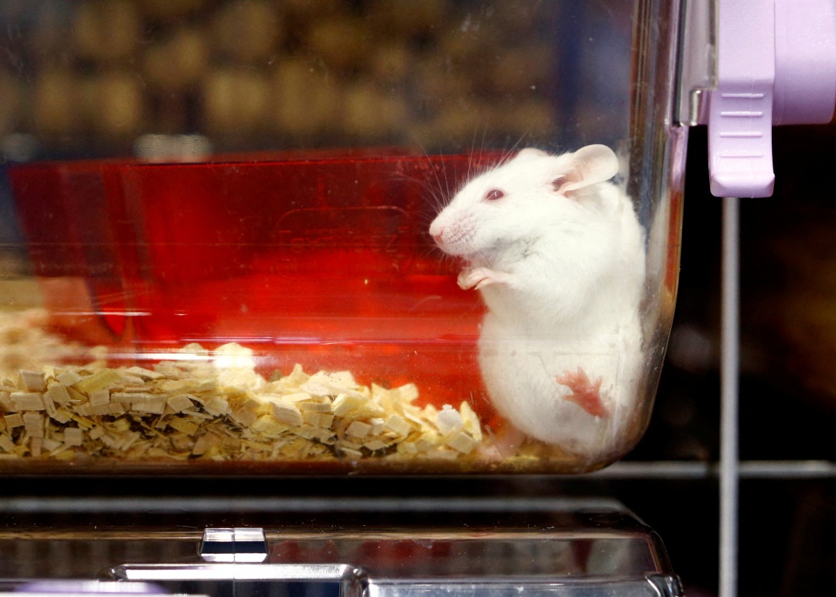 FILE PHOTO: A mouse is seen in a plastic box at the Laboratory animal Services Center (LASC) of the University of Zurich in Schlieren, Switzerland, February 7, 2022. Picture taken February 7, 2022. REUTERS/Arnd Wiegmann/File Photo
