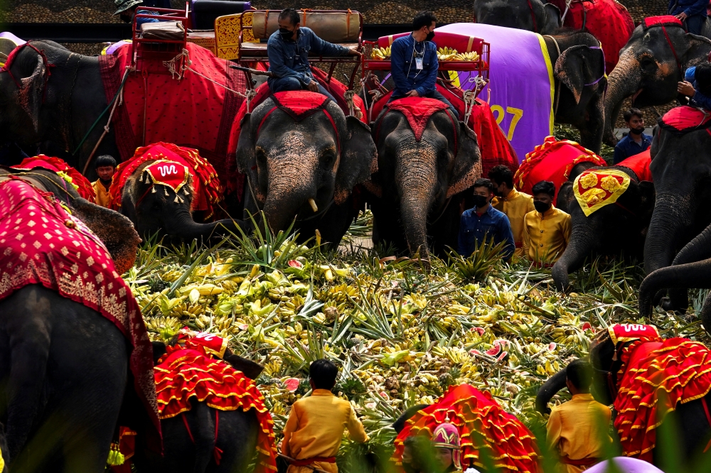 Elephants enjoy a 